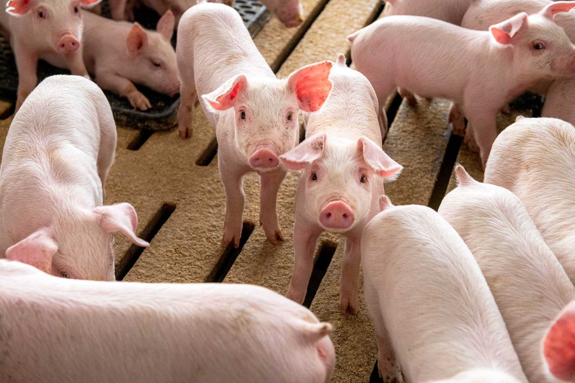 Real-Pork-Pigs-in-Finisher-Pen
